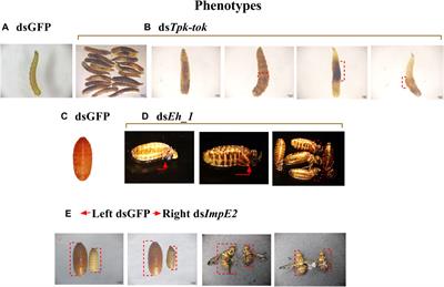 Comparative transcriptomics of the irradiated melon fly (Zeugodacus cucurbitae) reveal key developmental genes